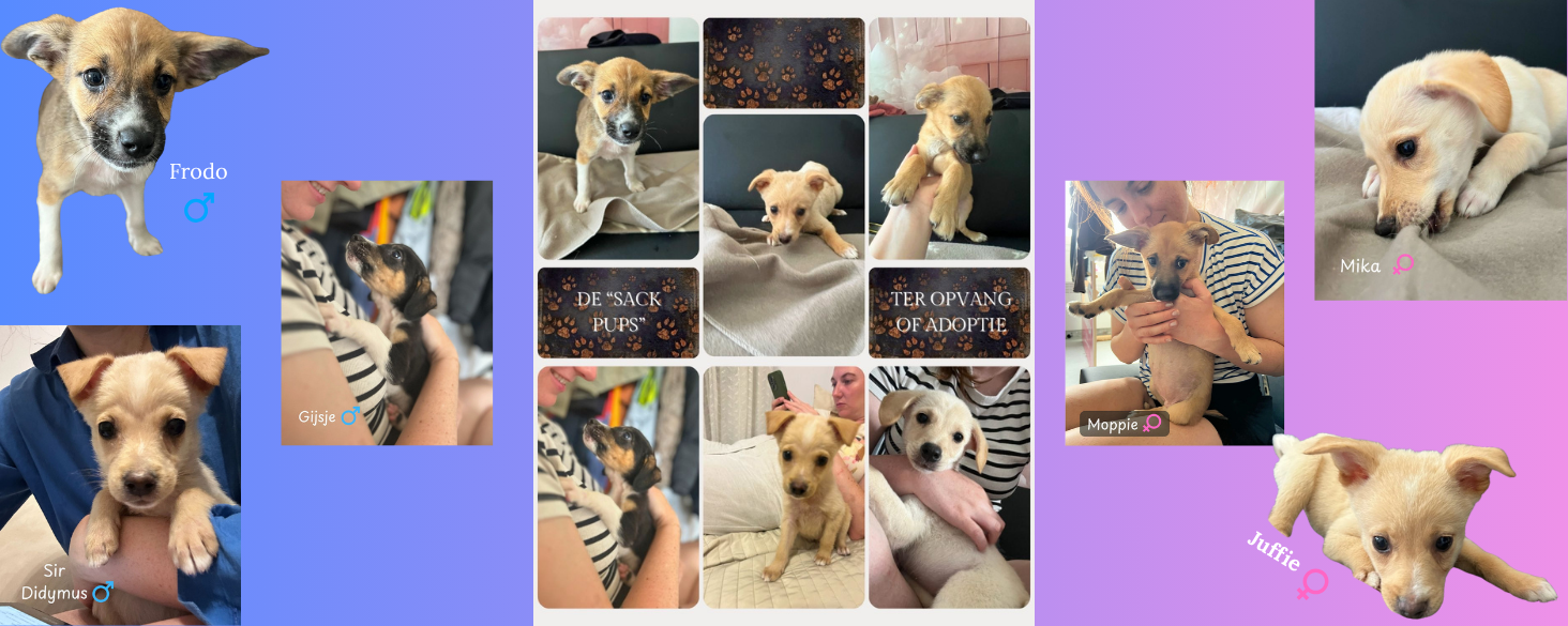 6 pups zoeken thuis