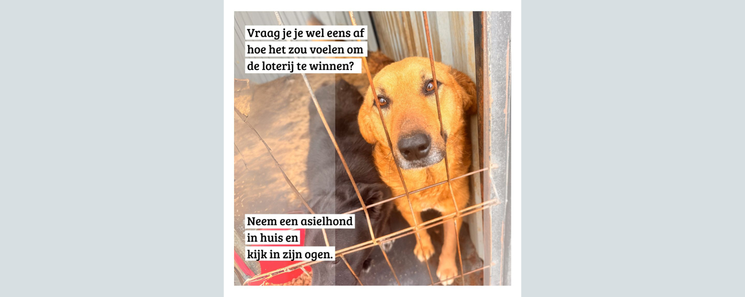 Shelby zoekt thuis