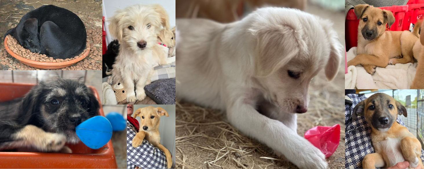 Puppies zoeken thuis