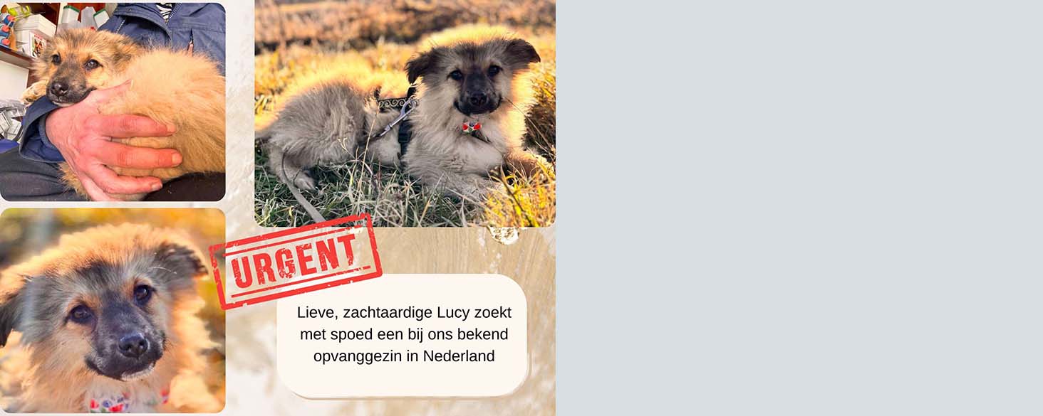 pup Lucy met spoed opvang gezocht