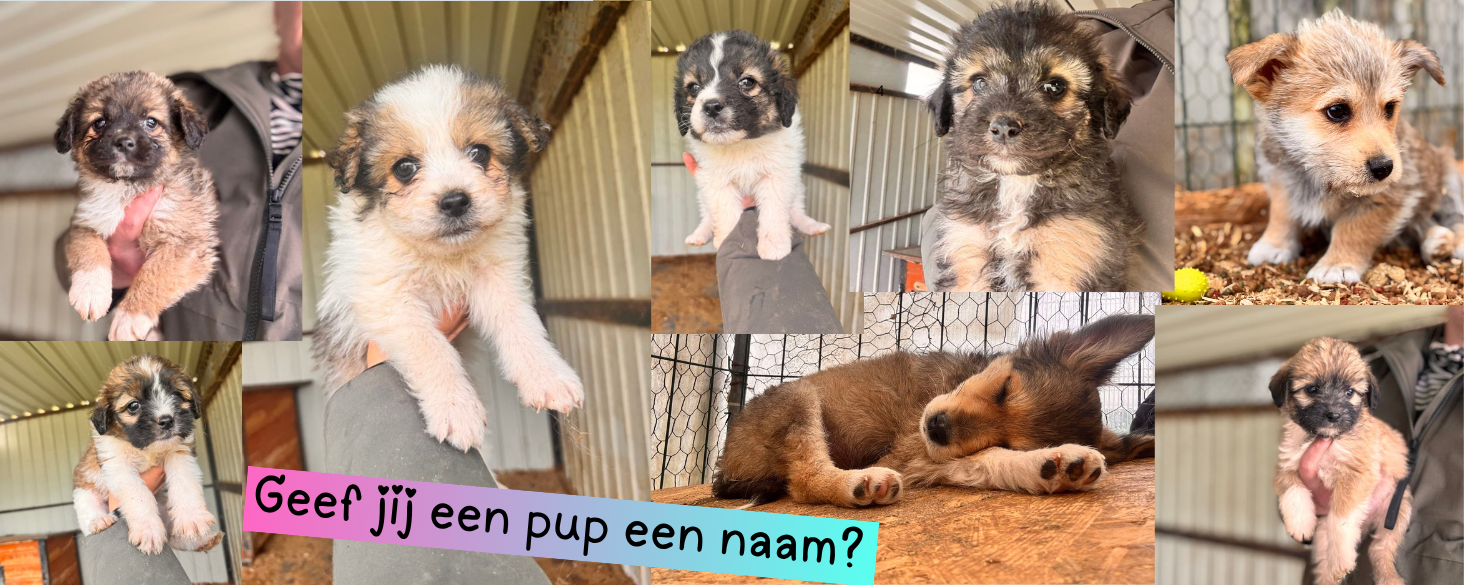 Sponsorpups