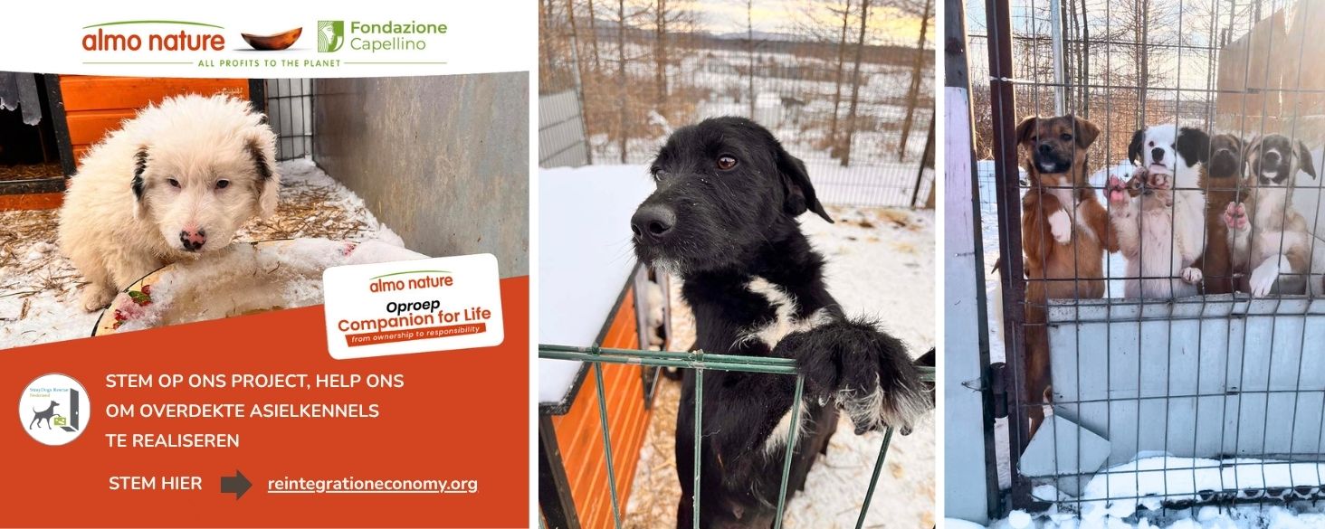 stemmen op het straydogs project