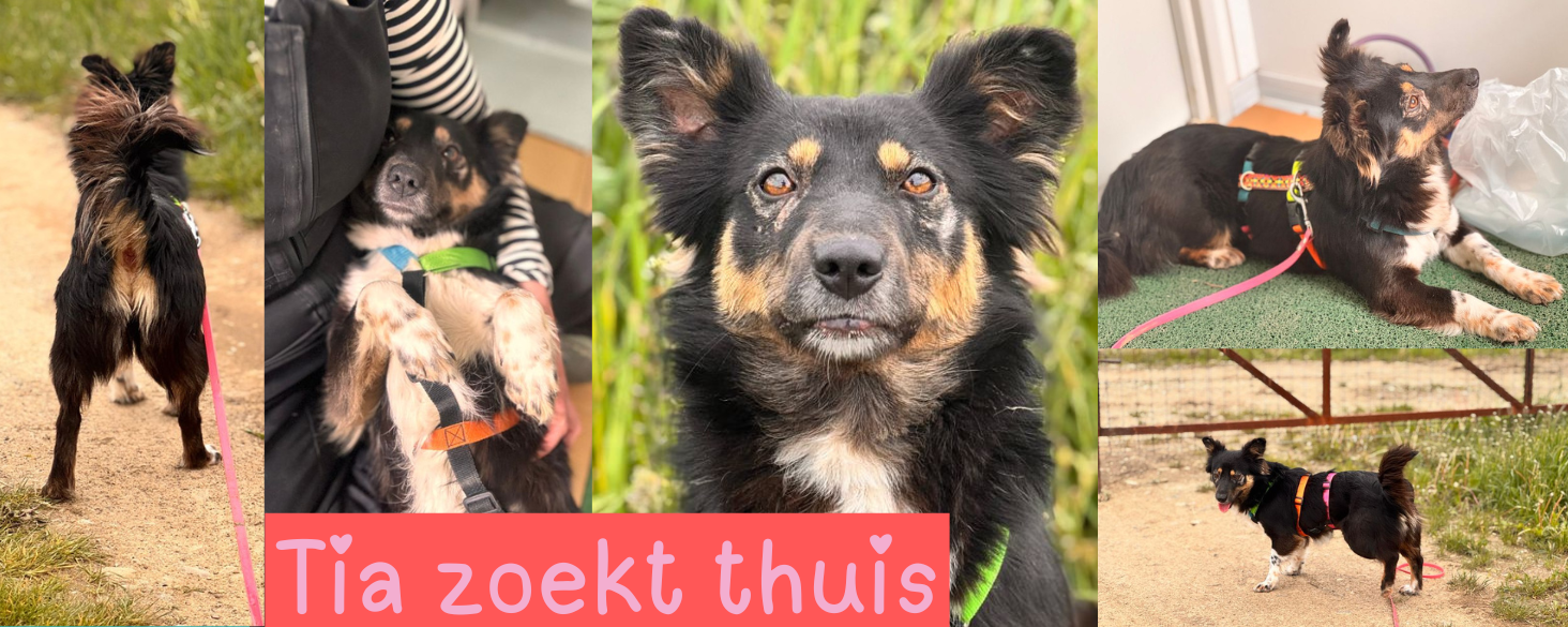 Tia zoekt thuis