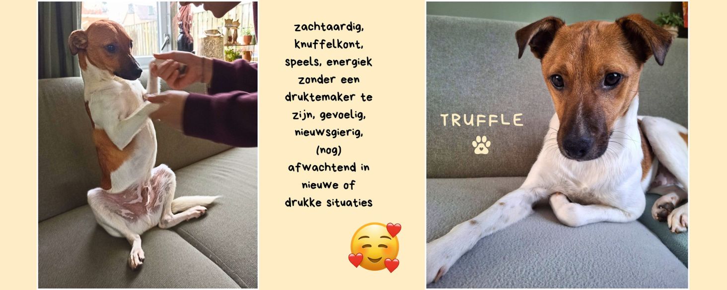 Truffle zoekt thuis