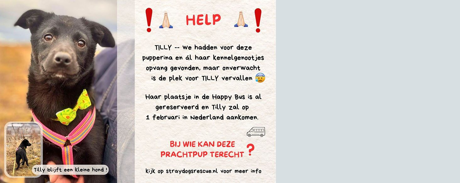 urgent opvang voor pup Tilly gezocht