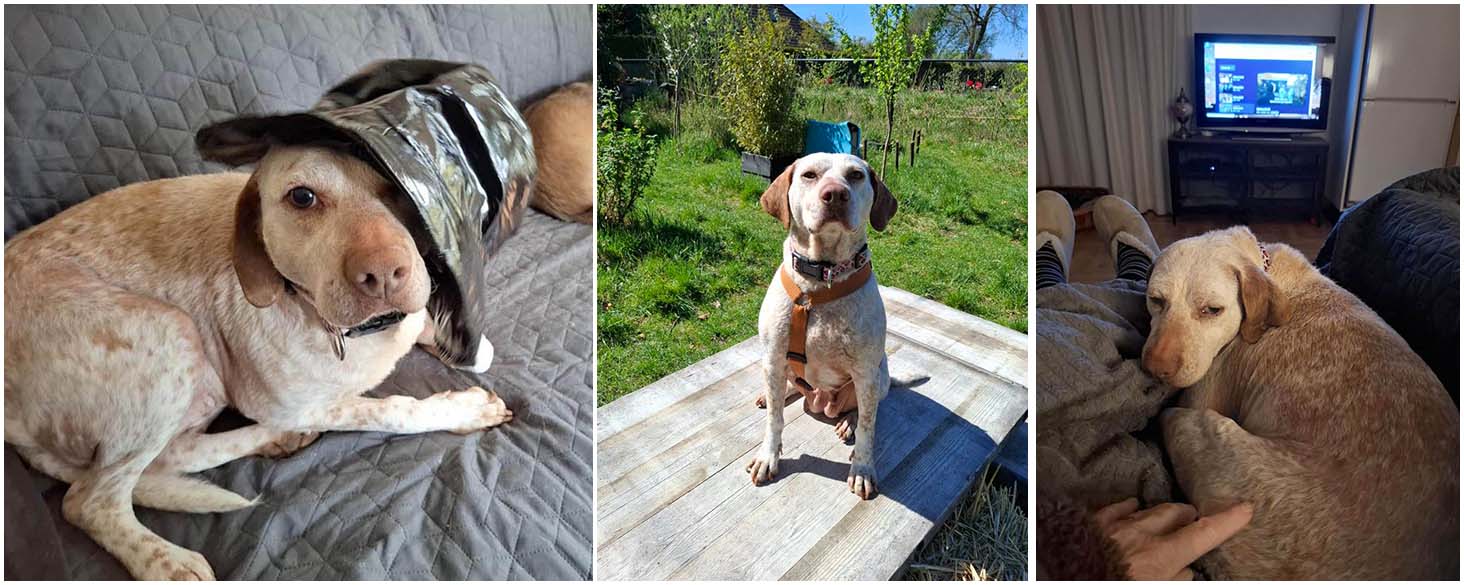 volwassen hond adopteren