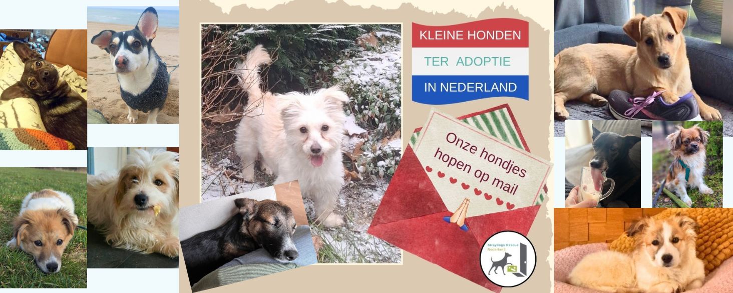 Op zoek naar een klein hondje?