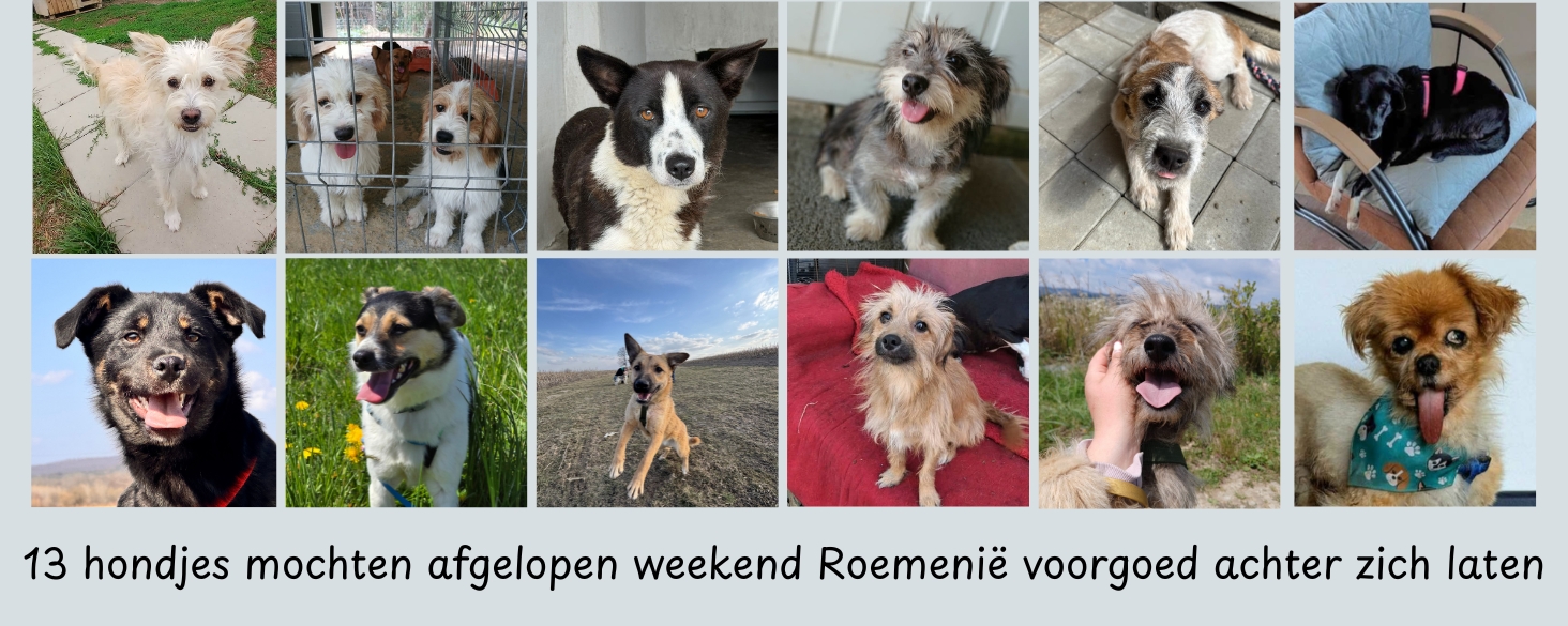13 hondjes hebben Roemenie achter zich gelaten