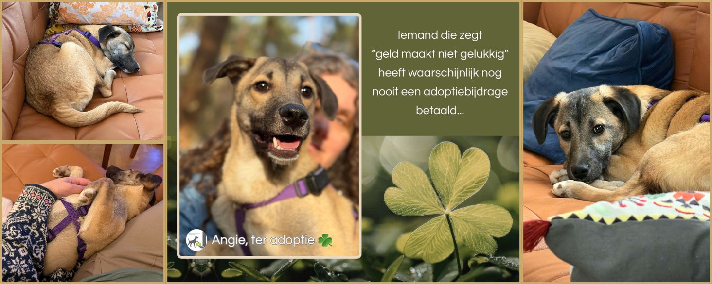 Angie adopteren