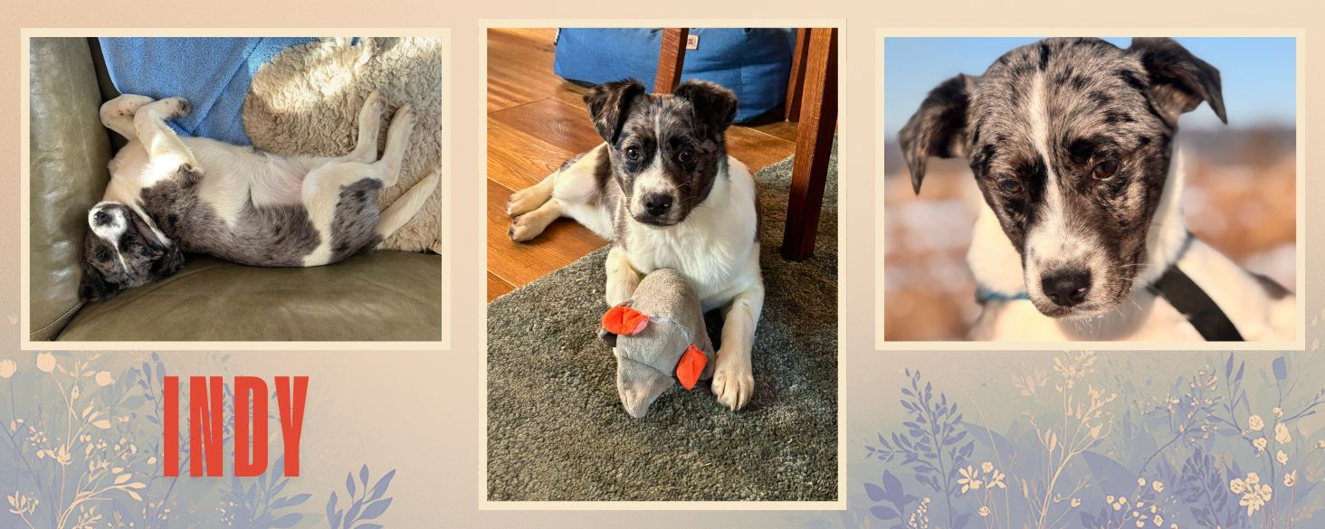 asiel honden pups nederland