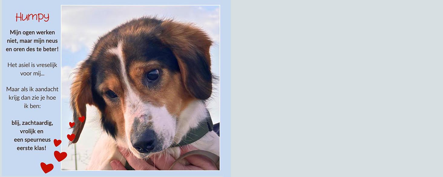 blinde hond adopteren