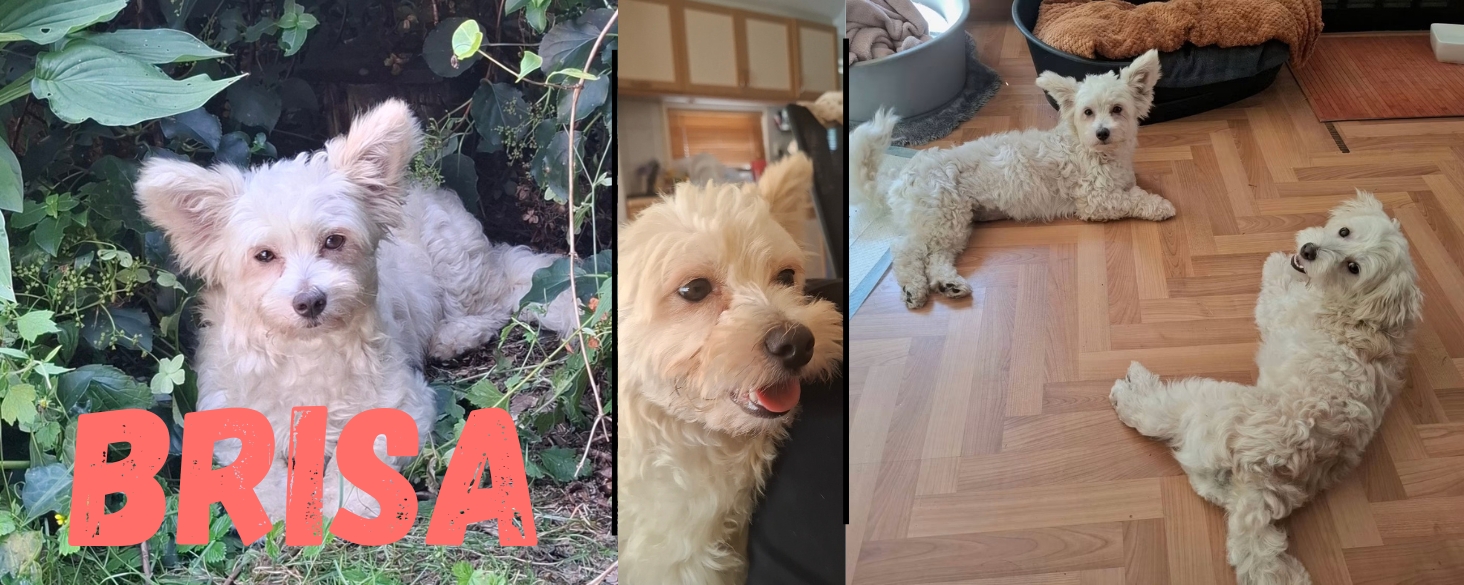 Brisa is een echte hond maar een klein knuffeltje