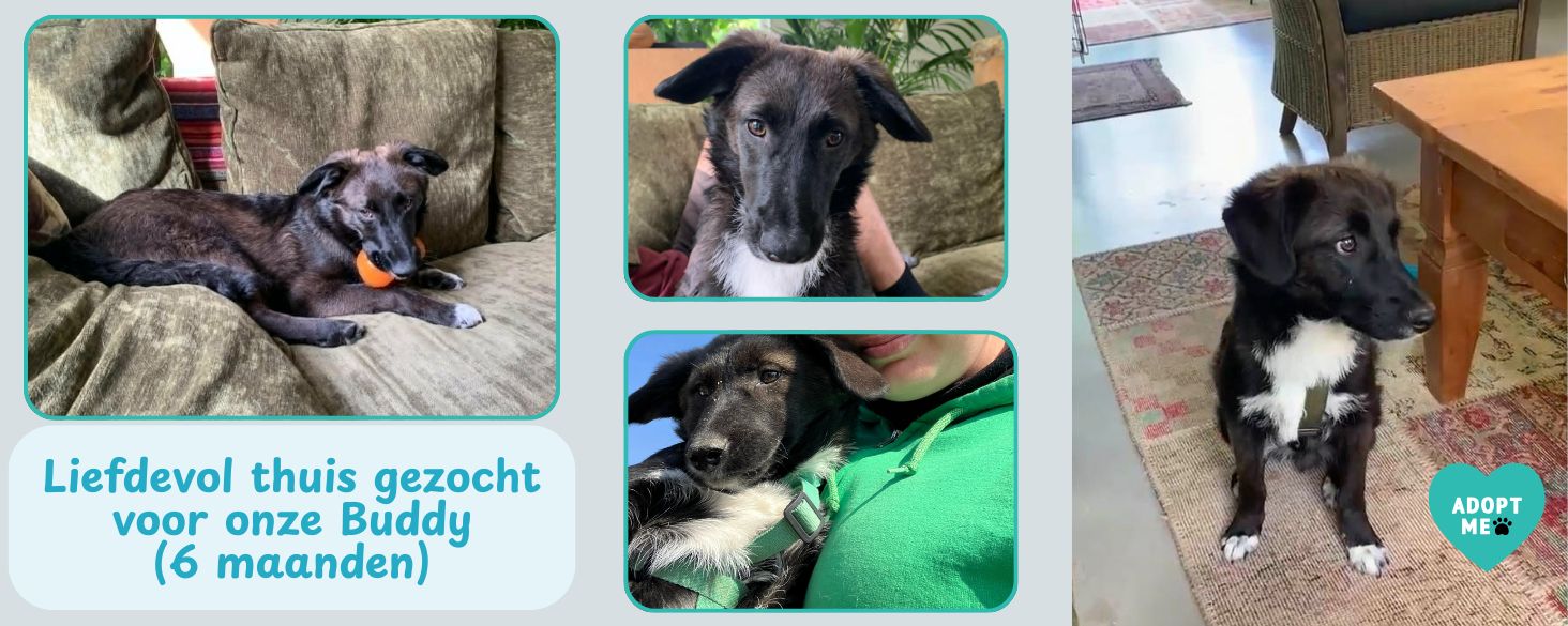 Pup Buddy zoekt liefdevol thuis