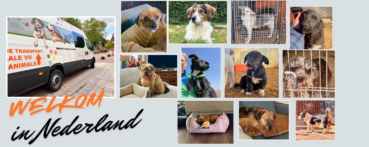 buitenlandse hond adopteren