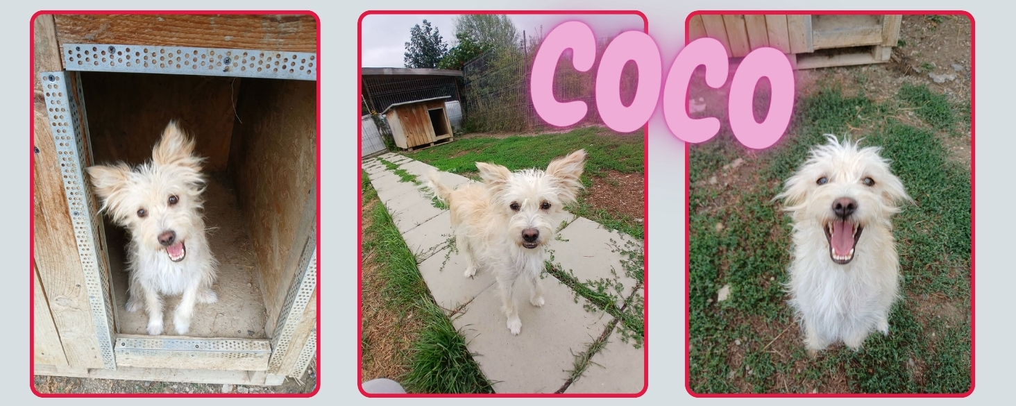 Coco zoekt een echt thuis