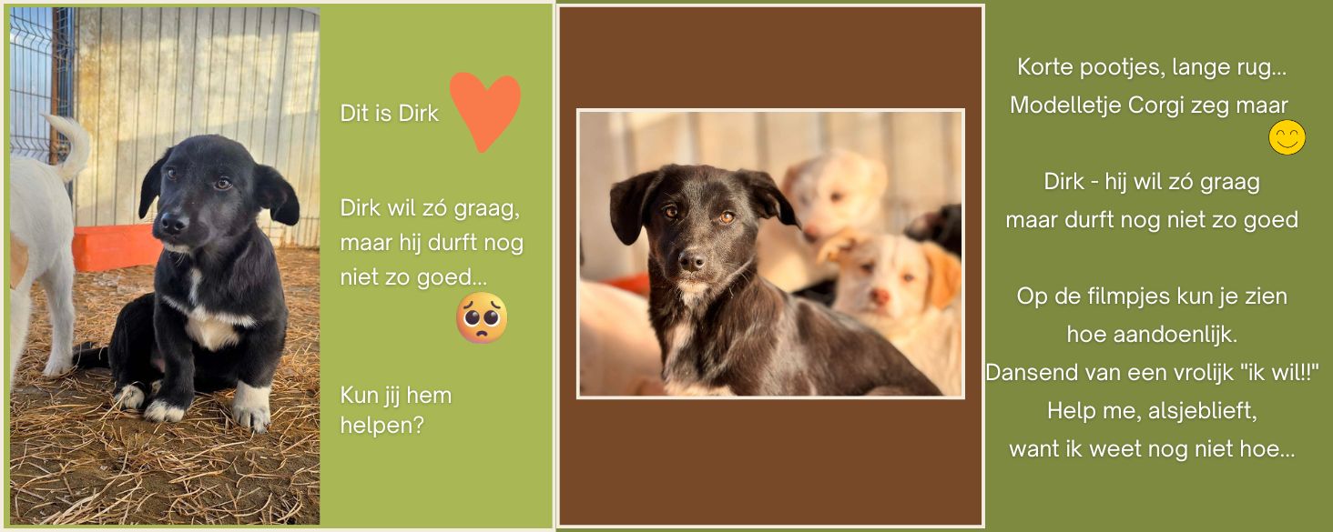 ervaren adoptant gezocht