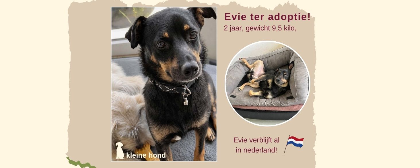 evi ter adoptie
