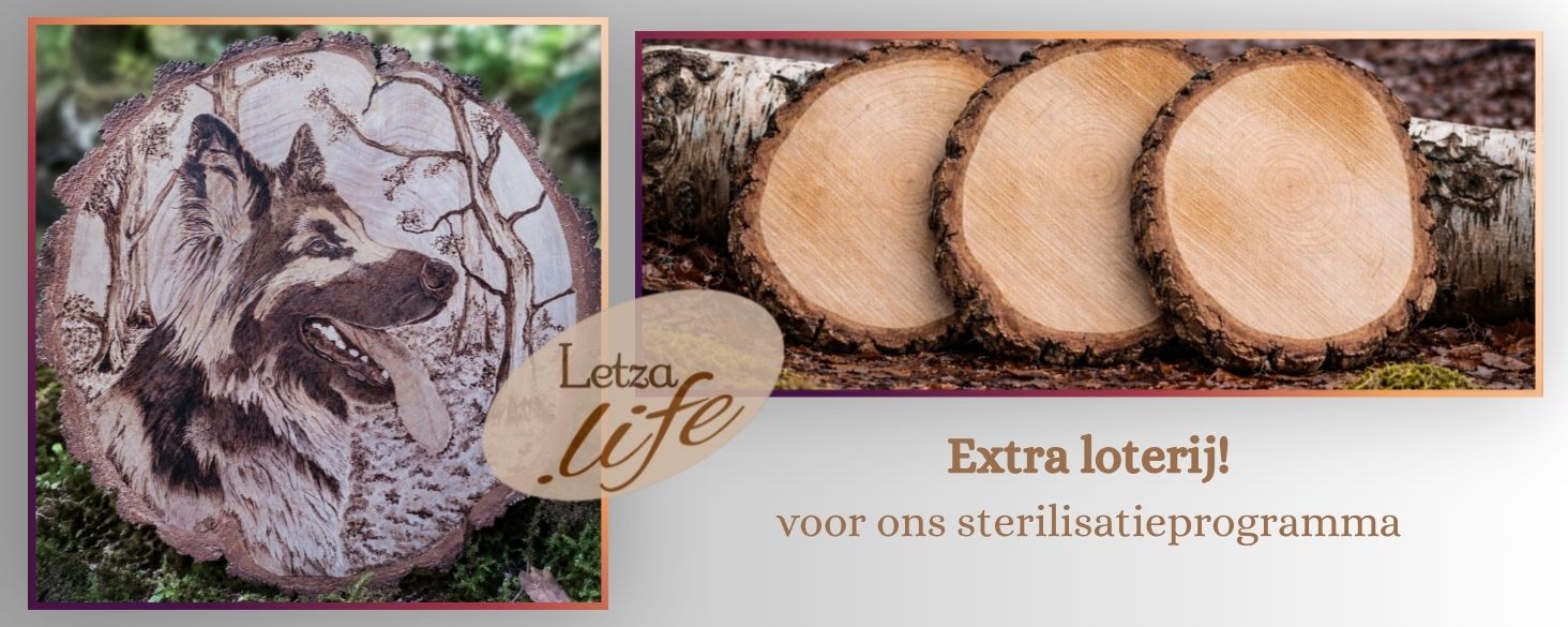 loterij voor sterilisatie programma