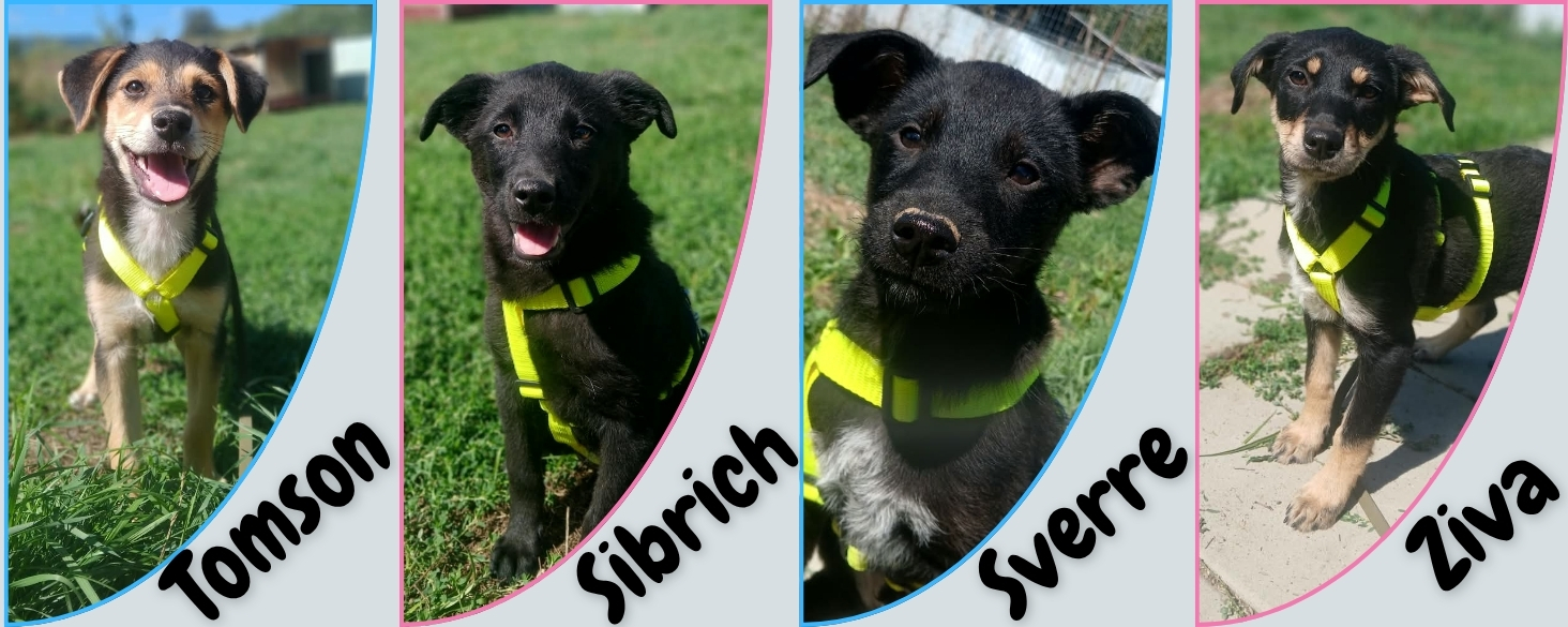 4 pups zoeken hun geluk