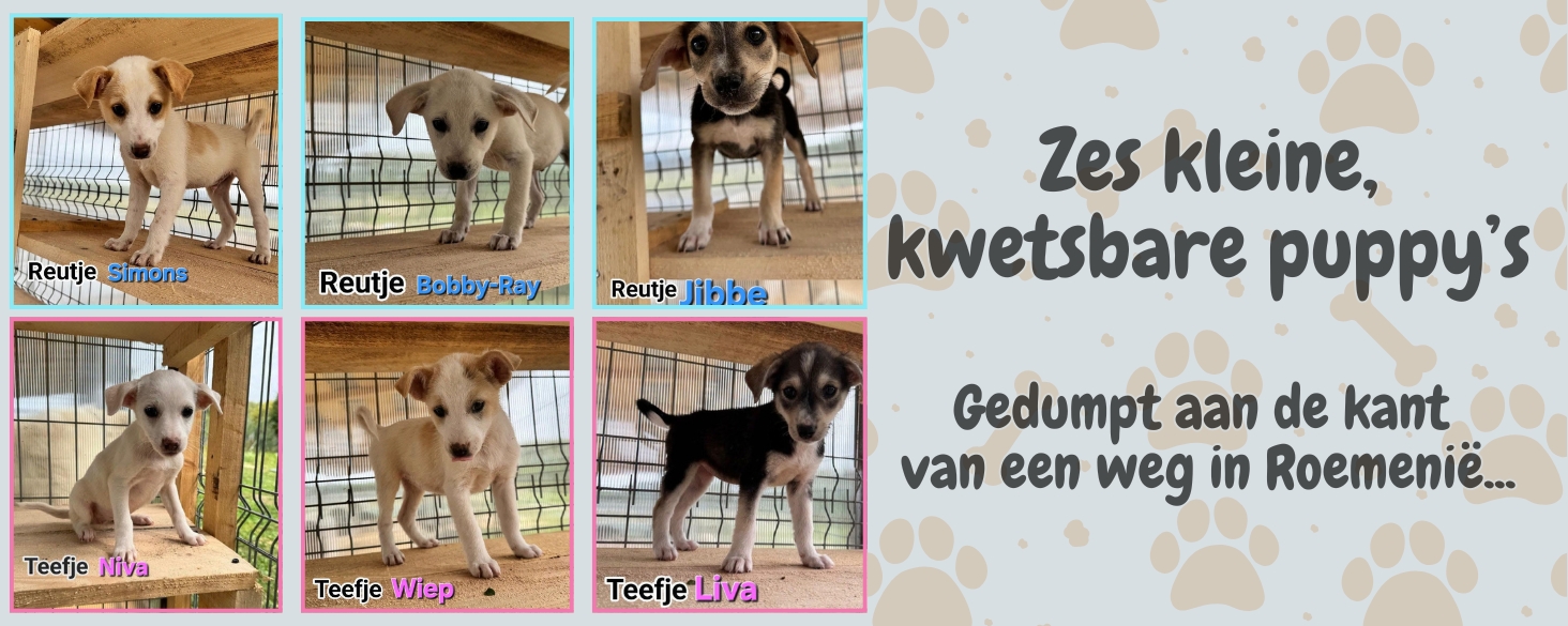 4 pups zoeken hun geluk