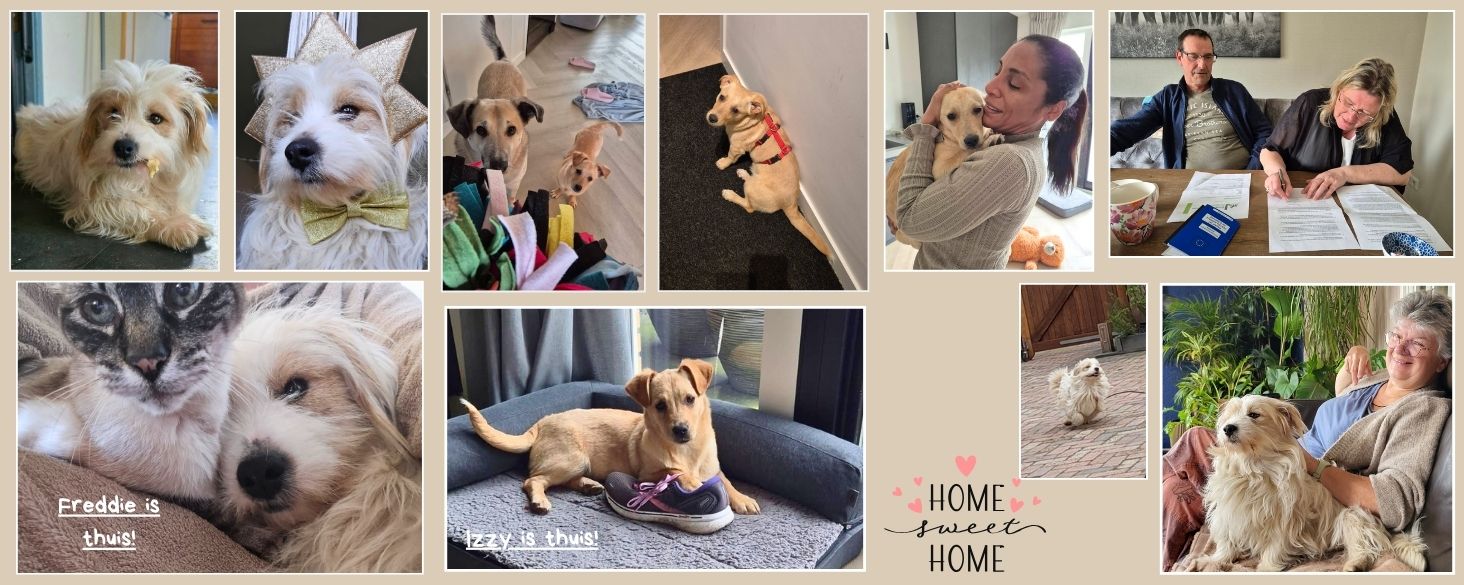  Freddie en Izzy hebben hun gouden mandje gevonden