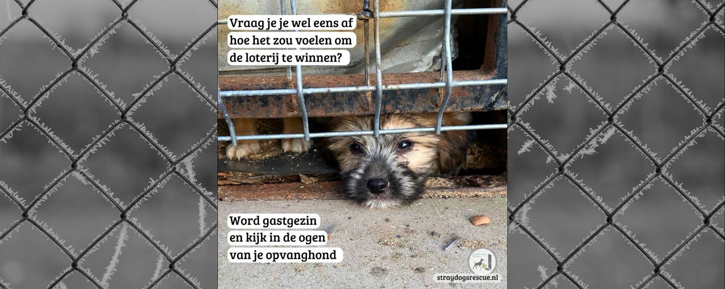 Gastgezin worden