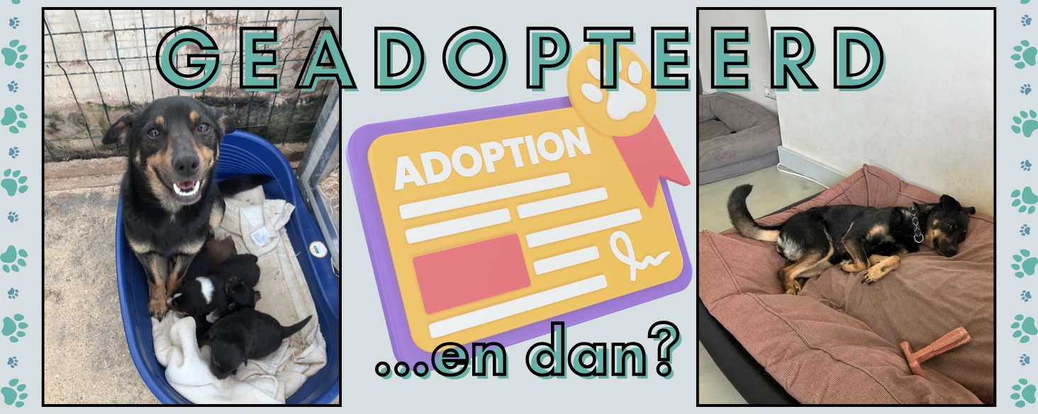 Geadopteerd. En dan?