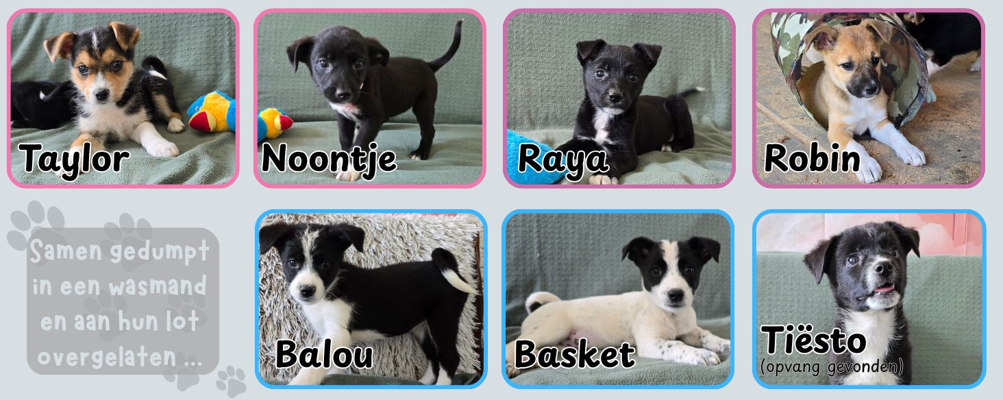 pups in een wasmand gedumpt