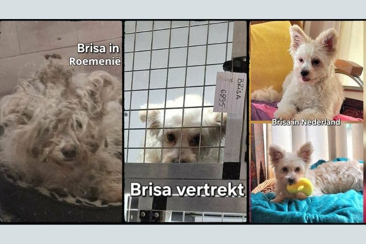 brisa ter adoptie
