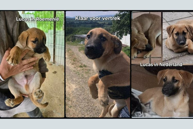 lucas ter adoptie