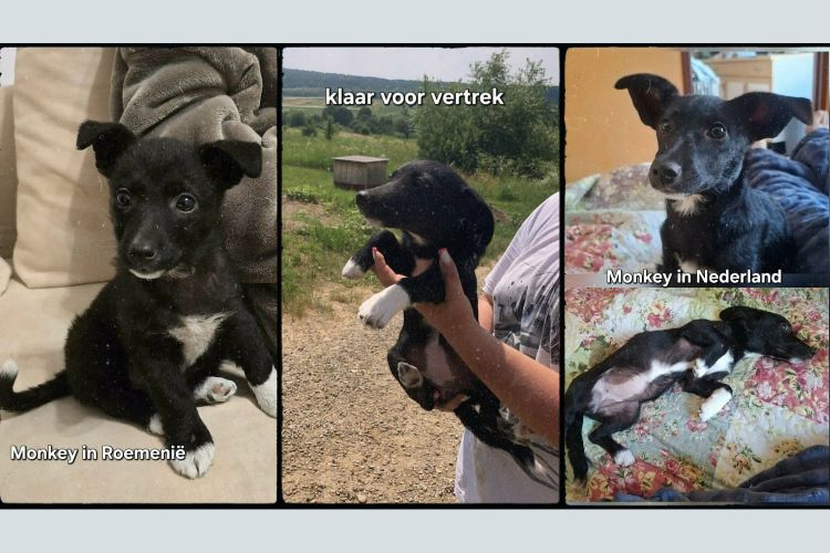 monkey ter adoptie