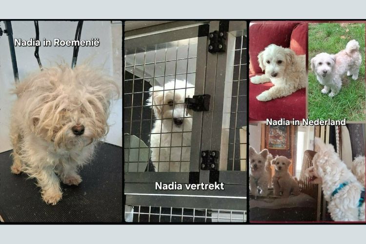 nadia ter adoptie