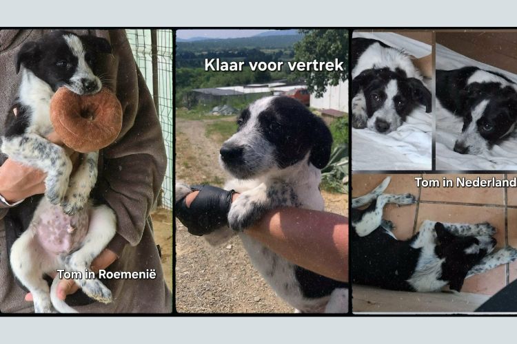 tom ter adoptie