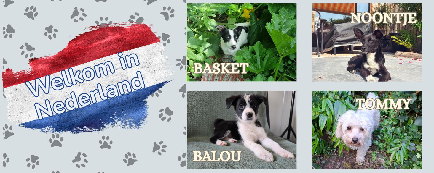 3 pups en een volwassen hond zijn aangekomen in Nederland