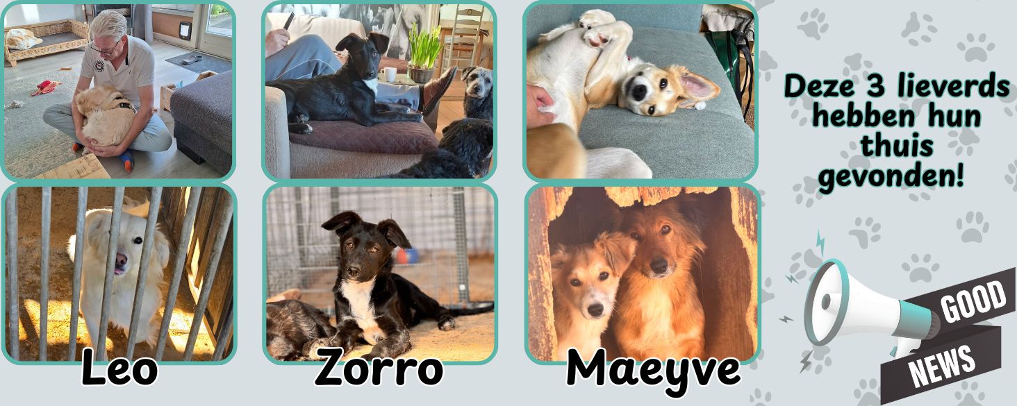 3 honden thuis gevonden