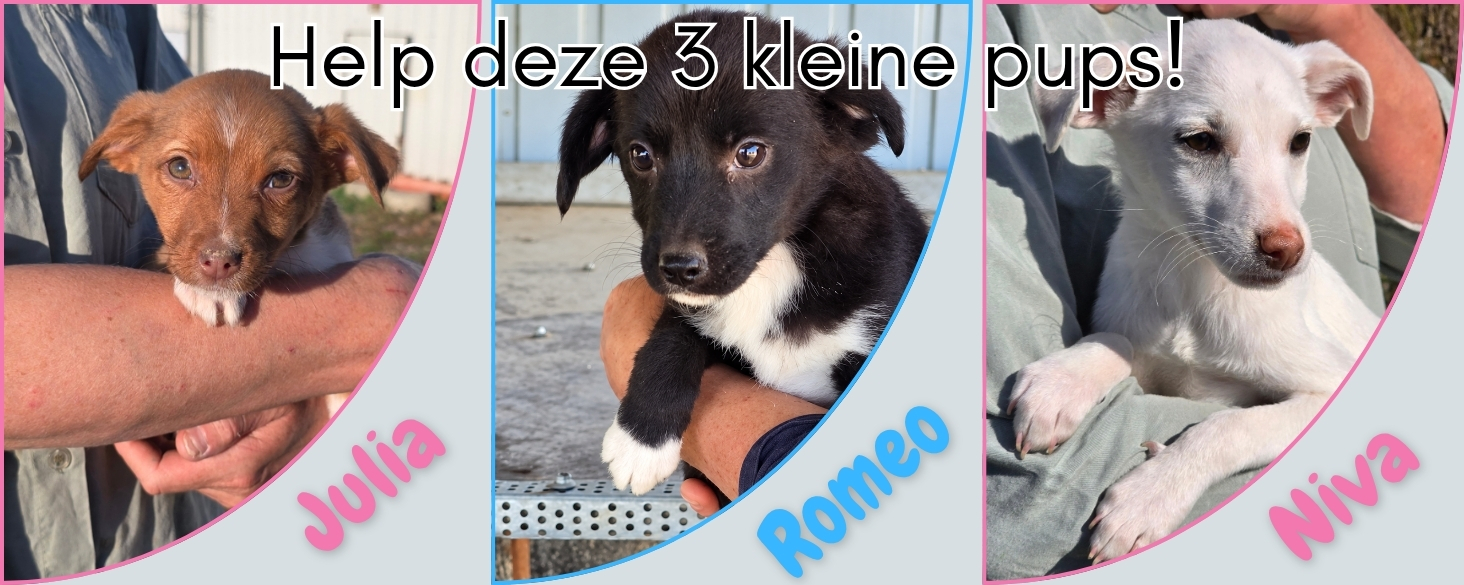 Help drie kleine pups