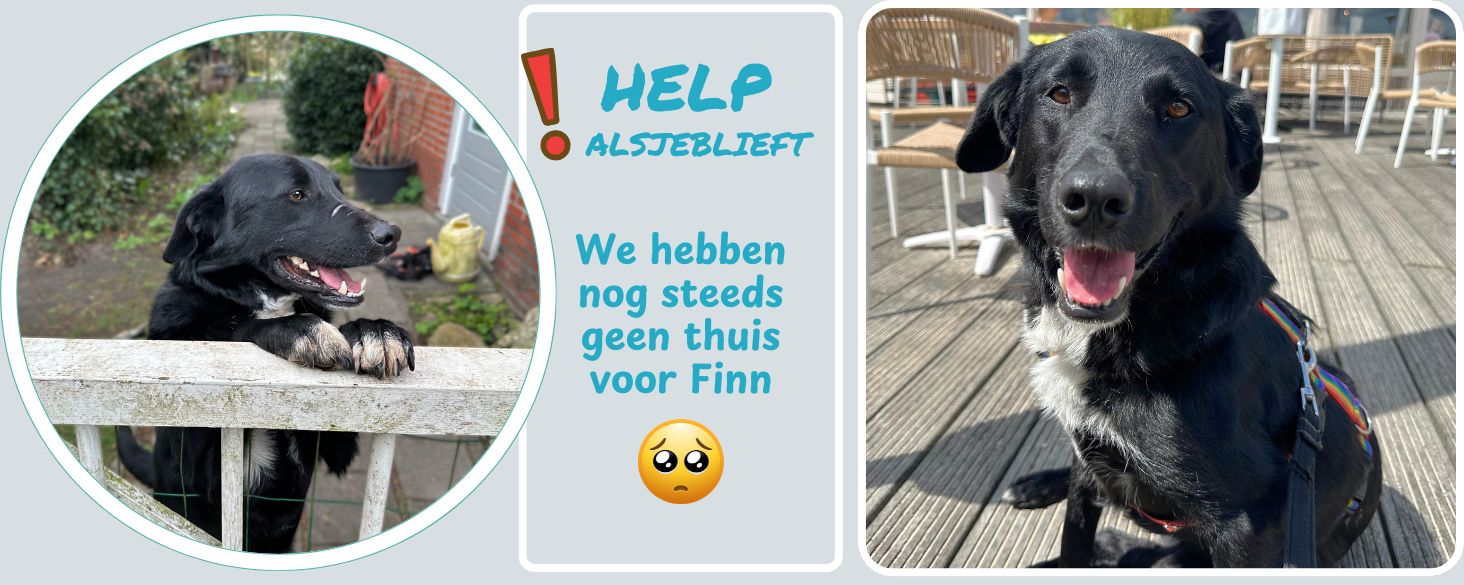 Herplaatsing voor onze lieve hond Finn