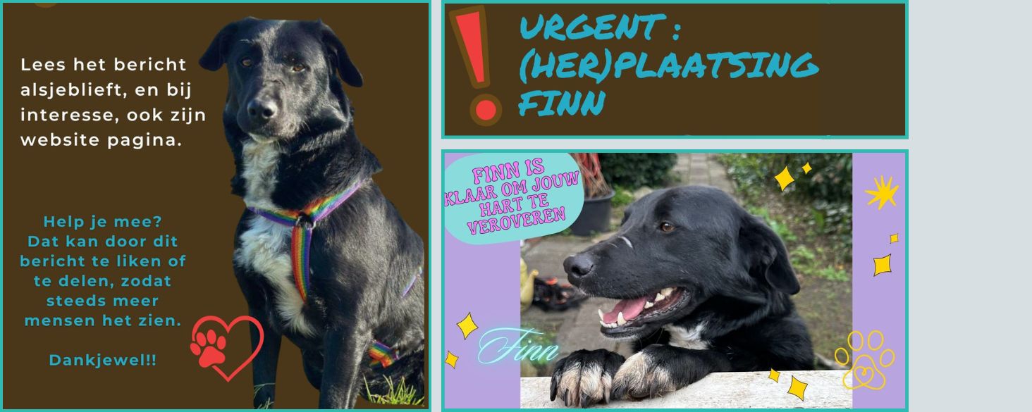herplaatsing hond door omstandigheden