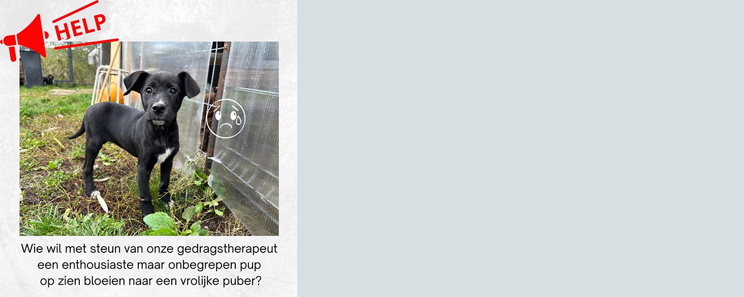 herplaatsing pup jonge hond