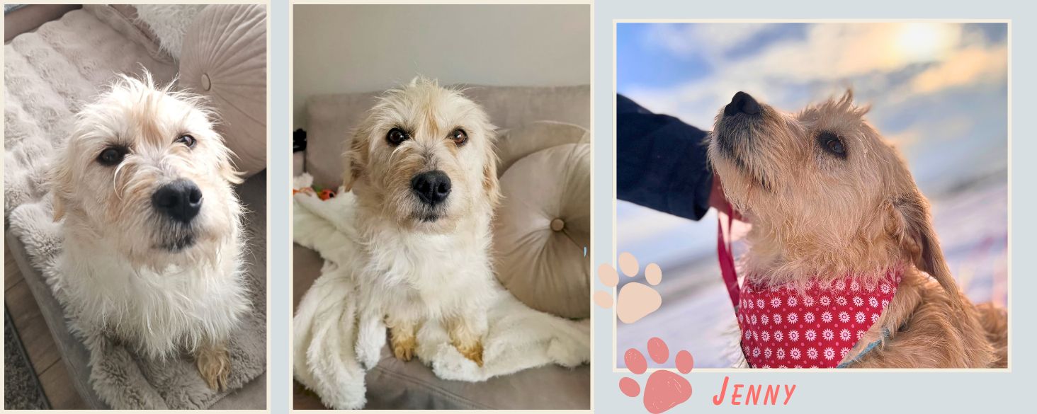 hond adopteren - Jenny