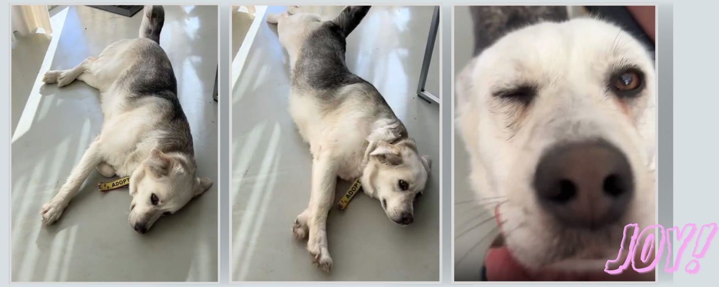 hond adopteren nederland
