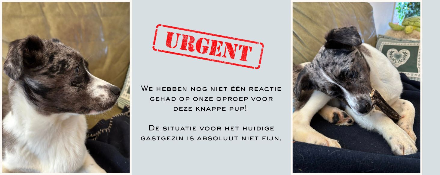 hond adopteren pup in nederland