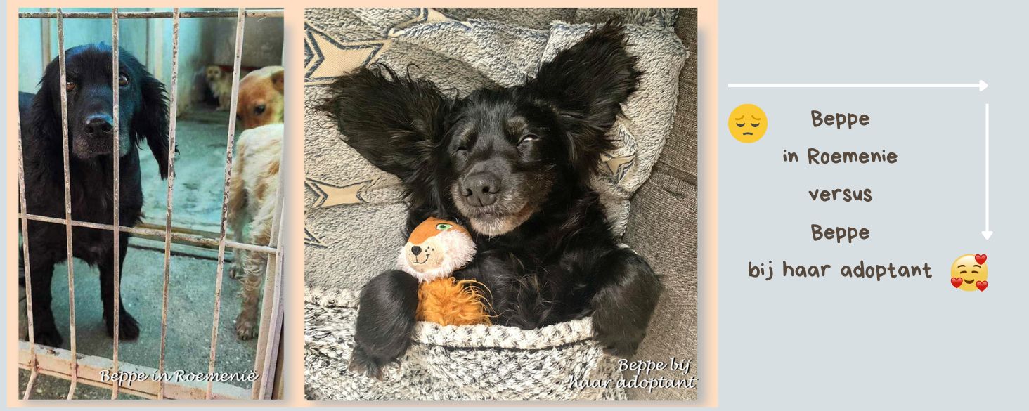  Freddie en Izzy hebben hun gouden mandje gevonden