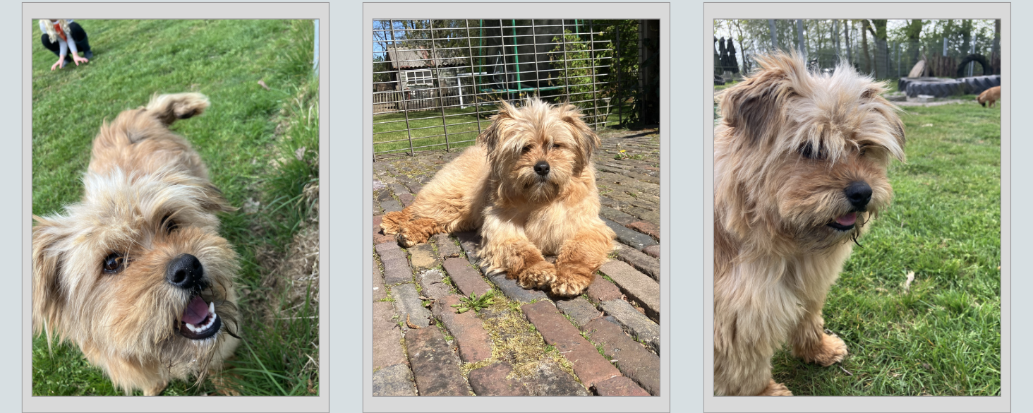 hond adopteren nederland