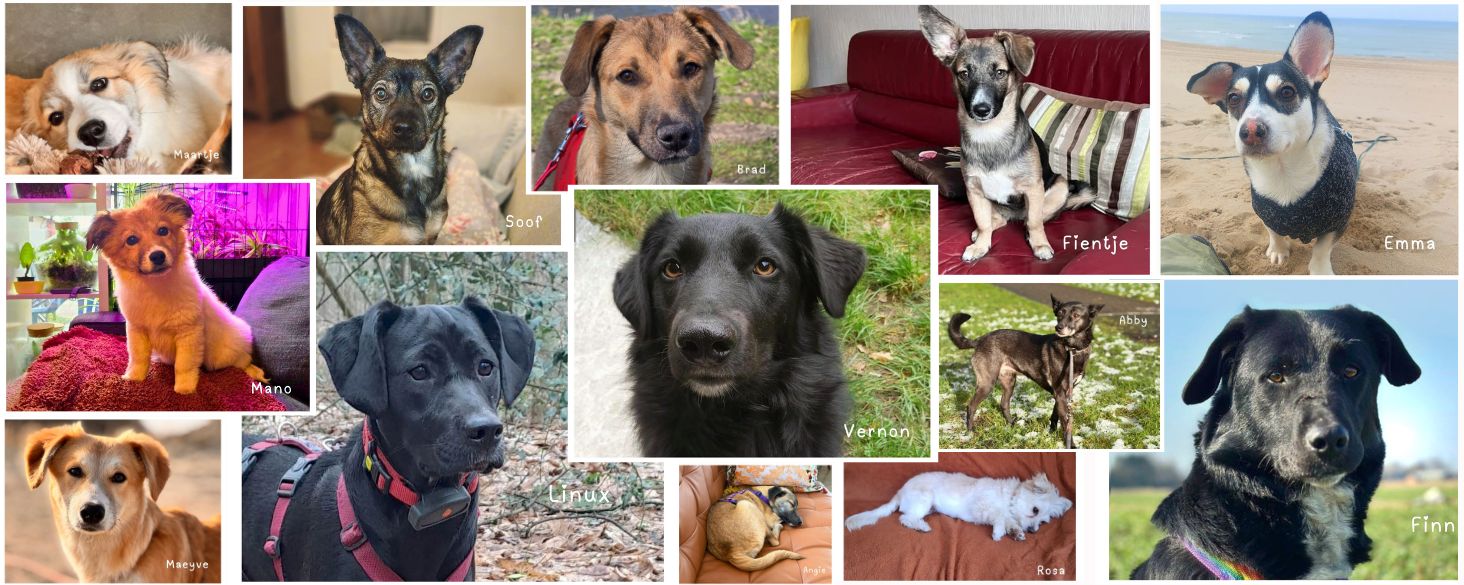 Roemeense honden ter adoptie in NL