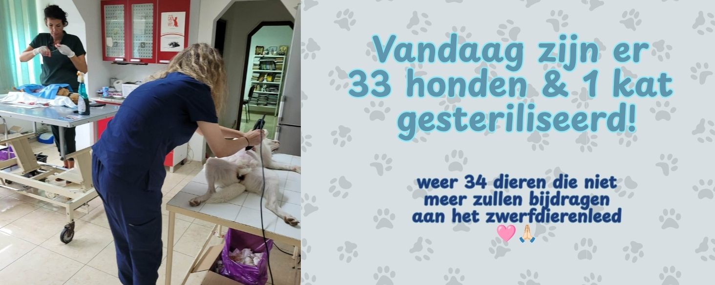34 dieren gesteriliseerd tegen zwerfdierenleed