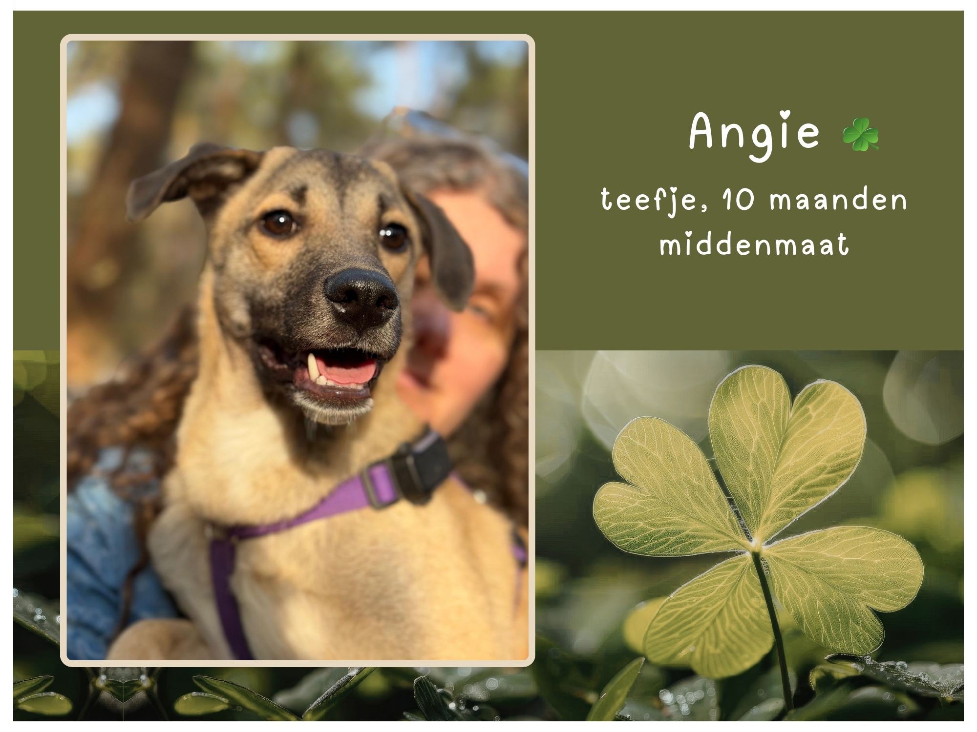 angie ter adoptie