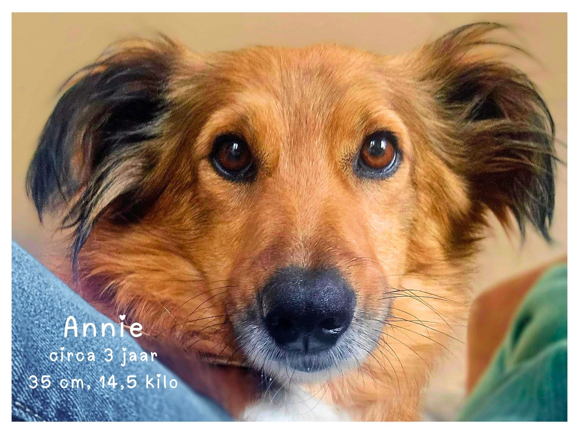 annie ter adoptie