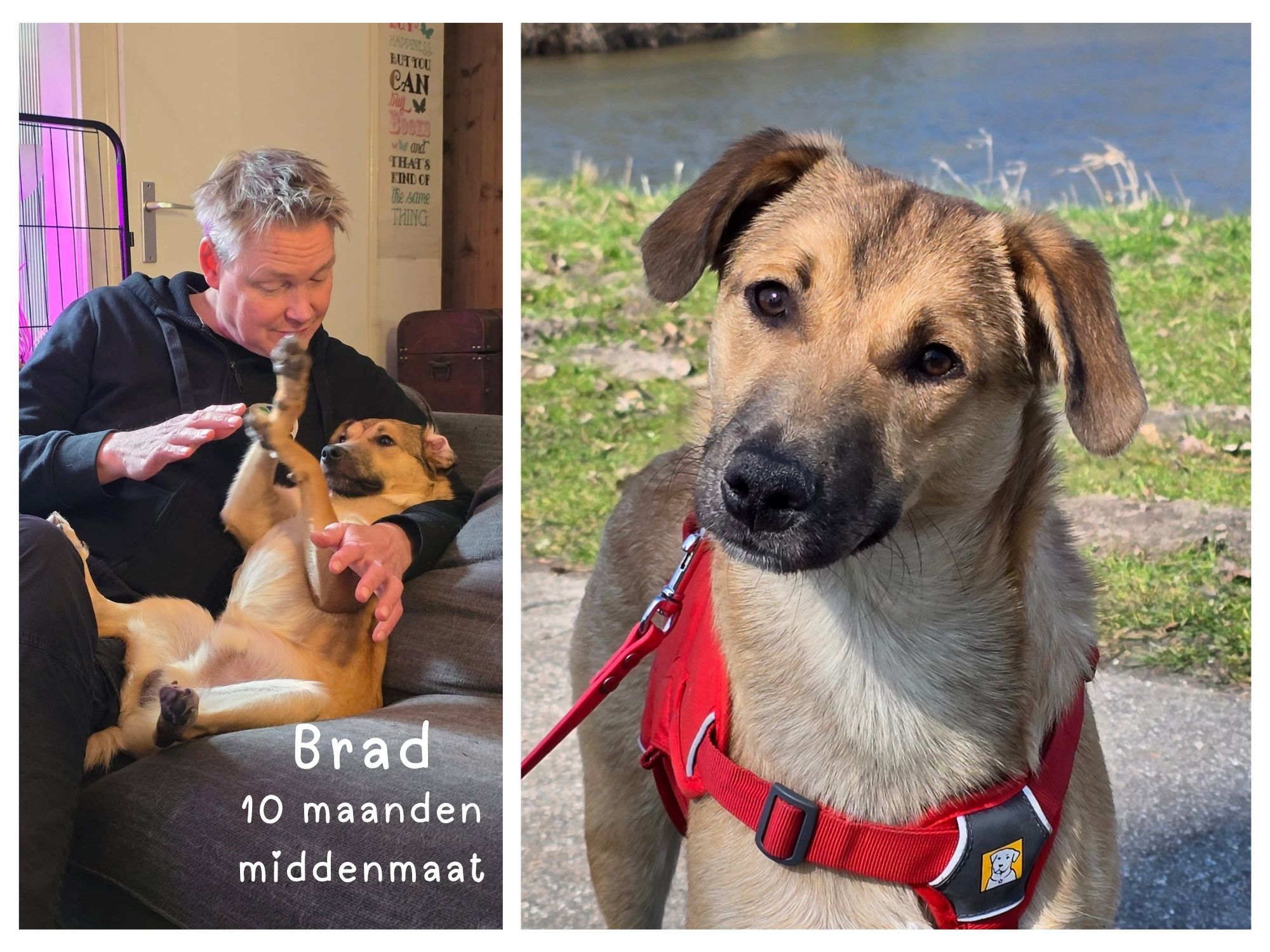 brad ter adoptie