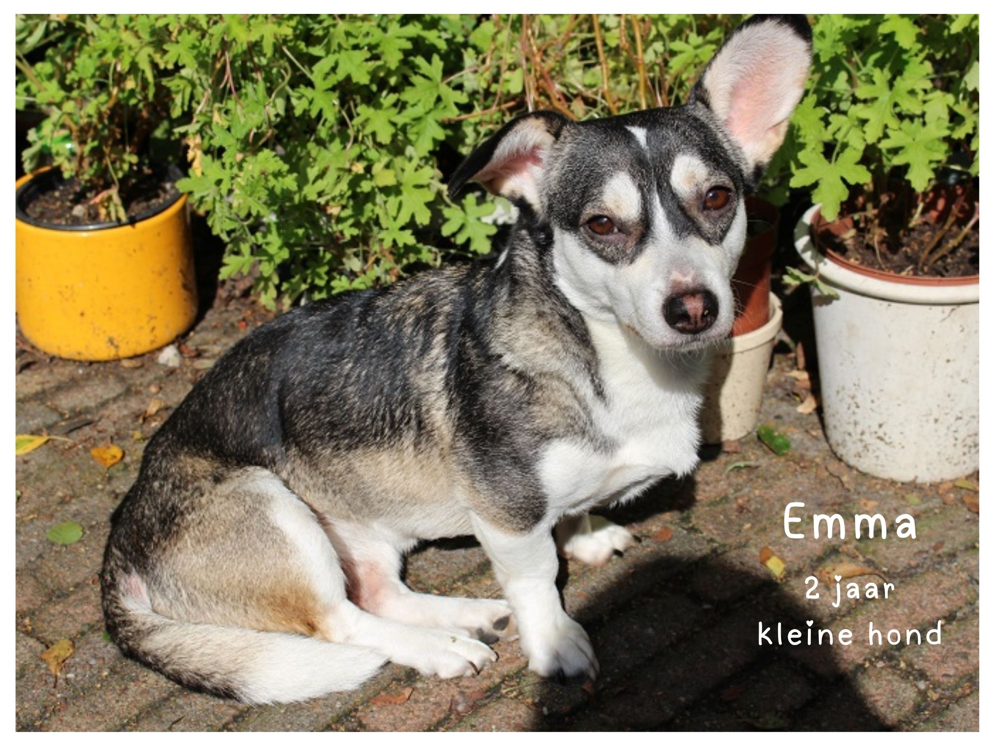 emma ter adoptie
